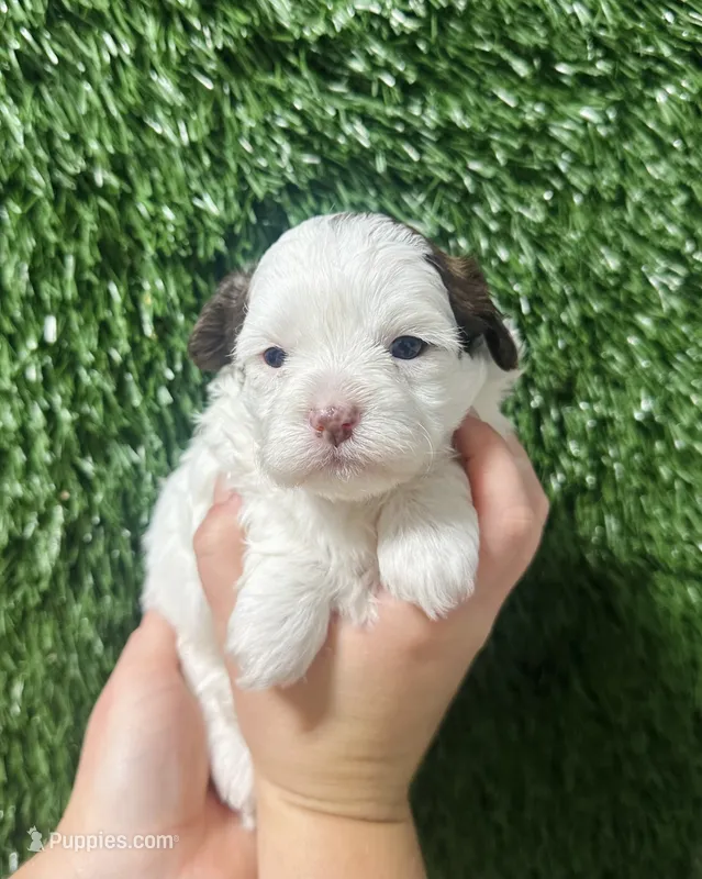 Chrissy – Shihpoo puppy for sale in Rolla, MO