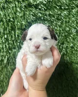 Chrissy, a female Shihpoo for sale in Rolla, MO – 1 of 3