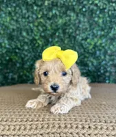 Hallie, a female Cockapoo for sale in Rolla, MO – Photo 2 of 5