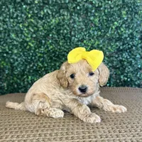 Hallie, a female Cockapoo for sale in Rolla, MO – Photo 3 of 5