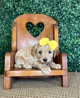 Hallie, a female Cockapoo for sale in Rolla, MO – Photo 5 of 5