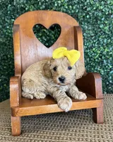 Hallie, a female Cockapoo for sale in Rolla, MO – Photo 1 of 5