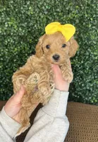 Hallie, a female Cockapoo for sale in Rolla, MO – Photo 4 of 5