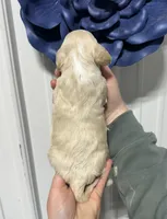 Flopsy, a female Cockapoo for sale in Rolla, MO – Photo 3 of 3