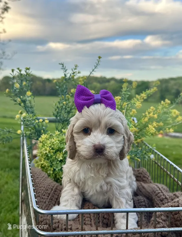 Flopsy – Cockapoo puppy for sale in Rolla, MO