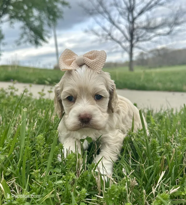 Flopsy – Cockapoo puppy for sale in Rolla, MO