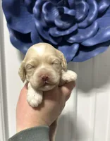 Flopsy, a female Cockapoo for sale in Rolla, MO – Photo 2 of 3