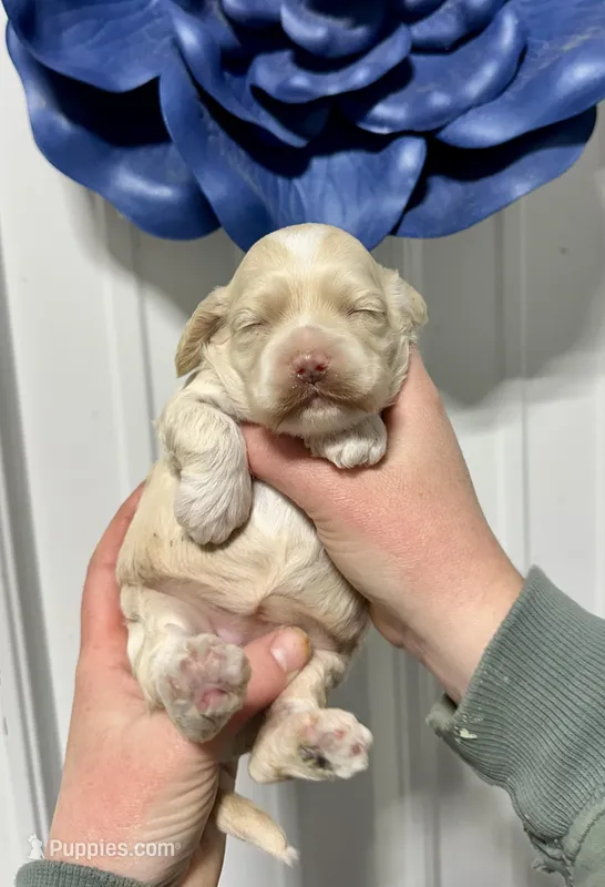 Flopsy – Cockapoo puppy for sale in Rolla, MO
