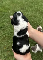 Checkers , a male Cocker Spaniel for sale in Rolla, MO – 2 of 2