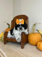 Janet, a female Shihpoo for sale in Rolla, MO – 5 of 7