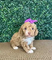 Hettie, a female Cockapoo for sale in Rolla, MO – Photo 4 of 6