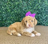 Hettie, a female Cockapoo for sale in Rolla, MO – Photo 1 of 6