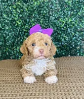 Hettie, a female Cockapoo for sale in Rolla, MO – Photo 5 of 6