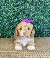 Hettie, a female Cockapoo for sale in Rolla, MO – Photo 2 of 6