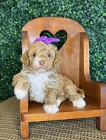 Hettie, a female Cockapoo for sale in Rolla, MO – Photo 3 of 6