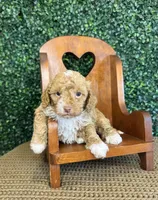 Hettie, a female Cockapoo for sale in Rolla, MO – Photo 6 of 6