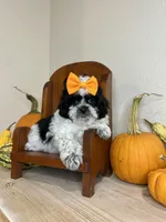 Janet, a female Shihpoo for sale in Rolla, MO – 4 of 7