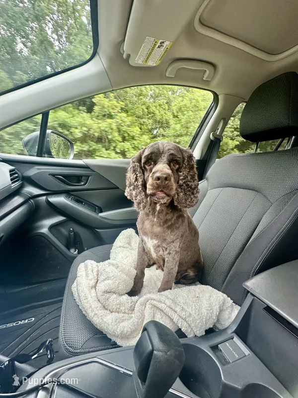 Nova – Cocker Spaniel puppy for sale in Rolla, MO