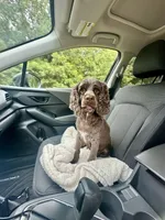 Nova, a female Cocker Spaniel for sale in Rolla, MO – 1 of 1