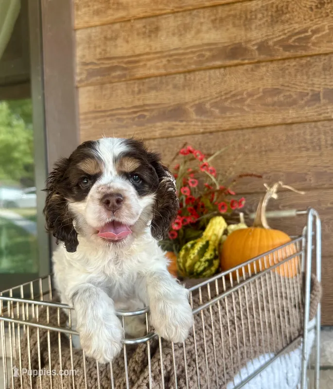 Clue – Cocker Spaniel puppy for sale in Rolla, MO