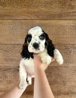 Dice , a male Cocker Spaniel for sale in Rolla, MO – 4 of 7