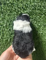 Janet, a female Shihpoo for sale in Rolla, MO – 3 of 3