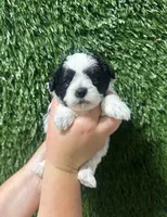 Janet, a female Shihpoo for sale in Rolla, MO – 1 of 3