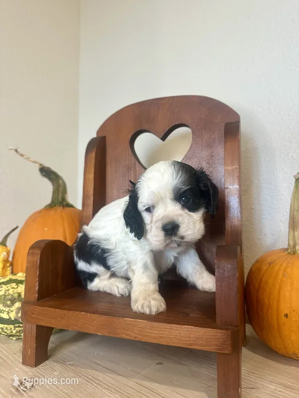 Domino – Cocker Spaniel puppy for sale in Rolla, MO