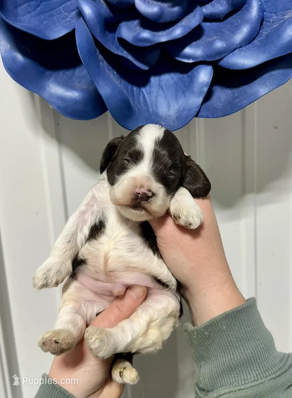 Thumper – Cockapoo puppy for sale in Rolla, MO