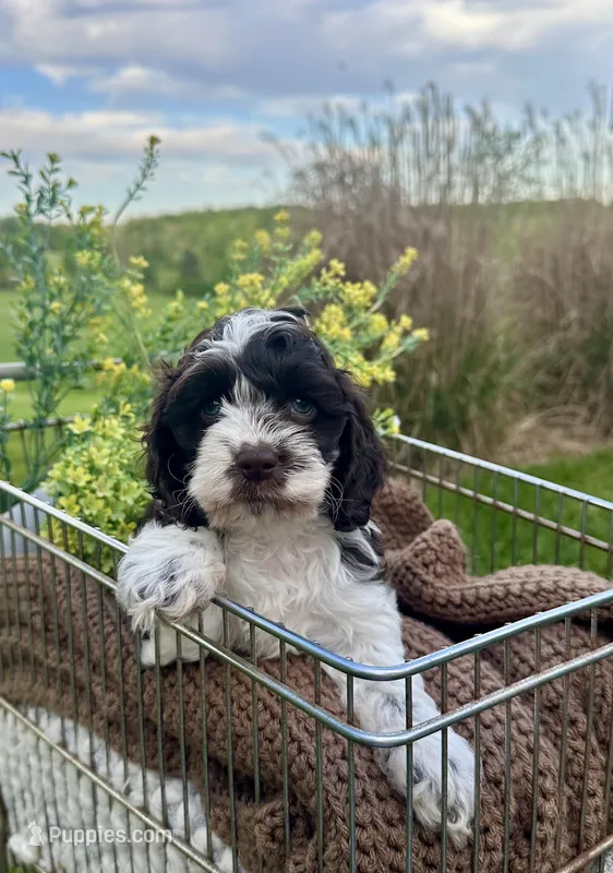 Thumper – Cockapoo puppy for sale in Rolla, MO