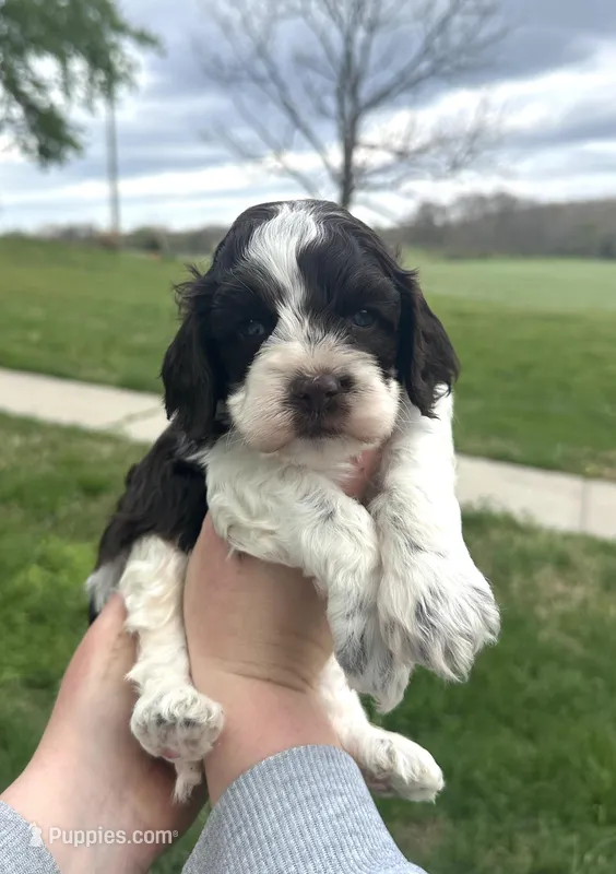 Thumper – Cockapoo puppy for sale in Rolla, MO