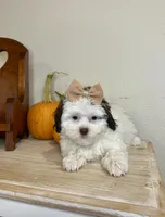 Chrissy, a female Shihpoo for sale in Rolla, MO – 5 of 6