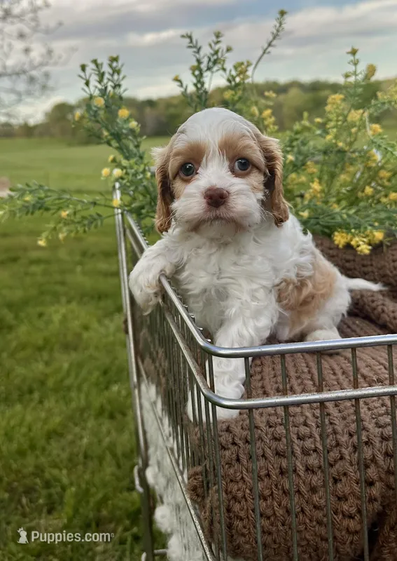 Peter – Cockapoo puppy for sale in Rolla, MO