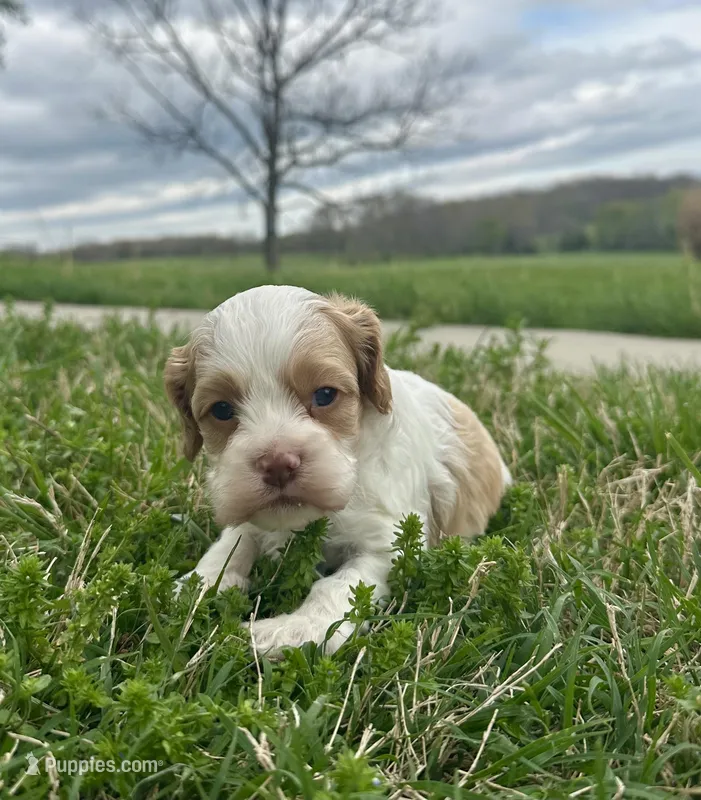 Peter – Cockapoo puppy for sale in Rolla, MO