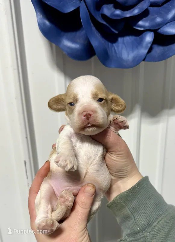 Peter – Cockapoo puppy for sale in Rolla, MO