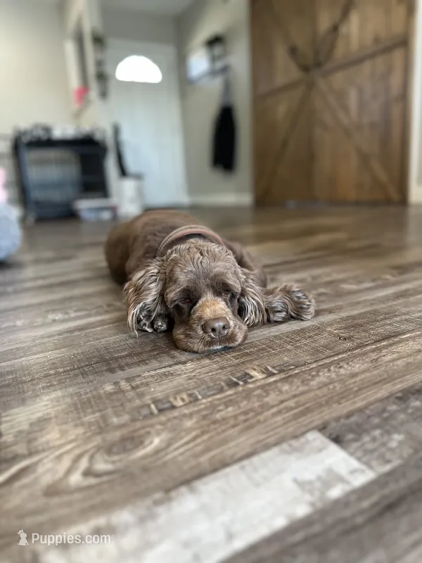 Nova – Cocker Spaniel puppy for sale in Rolla, MO