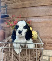 Dice , a male Cocker Spaniel for sale in Rolla, MO – 3 of 7