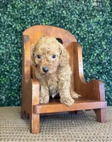 Husky, a male Cockapoo for sale in Rolla, MO – Photo 5 of 5
