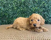 Husky, a male Cockapoo for sale in Rolla, MO – Photo 2 of 5