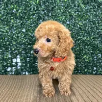 Husky, a male Cockapoo and Poodle - Toy  for sale in Rolla, MO – Photo 5 of 6