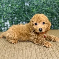 Husky, a male Cockapoo and Poodle - Toy  for sale in Rolla, MO – Photo 2 of 6