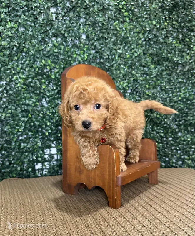 Husky – Cockapoo puppy for sale in Rolla, MO