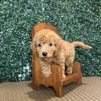 Husky, a male Cockapoo and Poodle - Toy  for sale in Rolla, MO – Photo 1 of 6