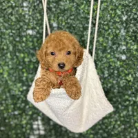 Husky, a male Cockapoo and Poodle - Toy  for sale in Rolla, MO – Photo 3 of 6