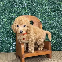 Husky, a male Cockapoo and Poodle - Toy  for sale in Rolla, MO – Photo 6 of 6