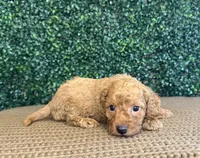 Husky, a male Cockapoo for sale in Rolla, MO – Photo 4 of 5