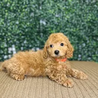 Husky, a male Cockapoo and Poodle - Toy  for sale in Rolla, MO – Photo 4 of 6