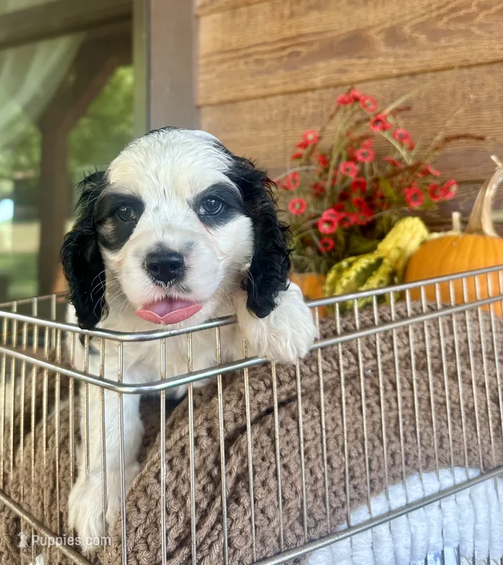 Dice  – Cocker Spaniel puppy for sale in Rolla, MO