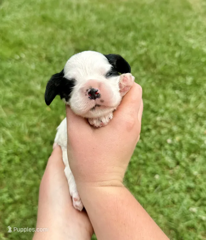 Dice  – Cocker Spaniel puppy for sale in Rolla, MO