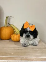 Janet, a female Shihpoo for sale in Rolla, MO – 6 of 7